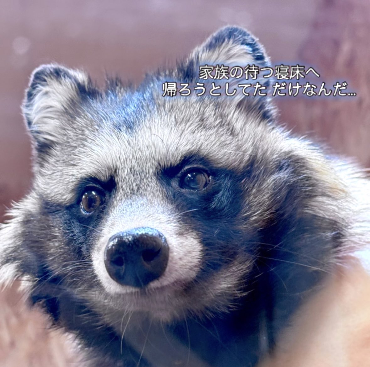 Tanuki_Mum's tweet image. お正月は、
運転に不慣れな人もハンドルを握る季節。

帰省の車が増え、
静かだった山道に、無数のヘッドライトが灯ります。

その道は——
たぬきにとって、生まれた時からずっと変わらない、いつもの通り道。

人の動きが変わるこの時期、
たぬきたちにとっては…