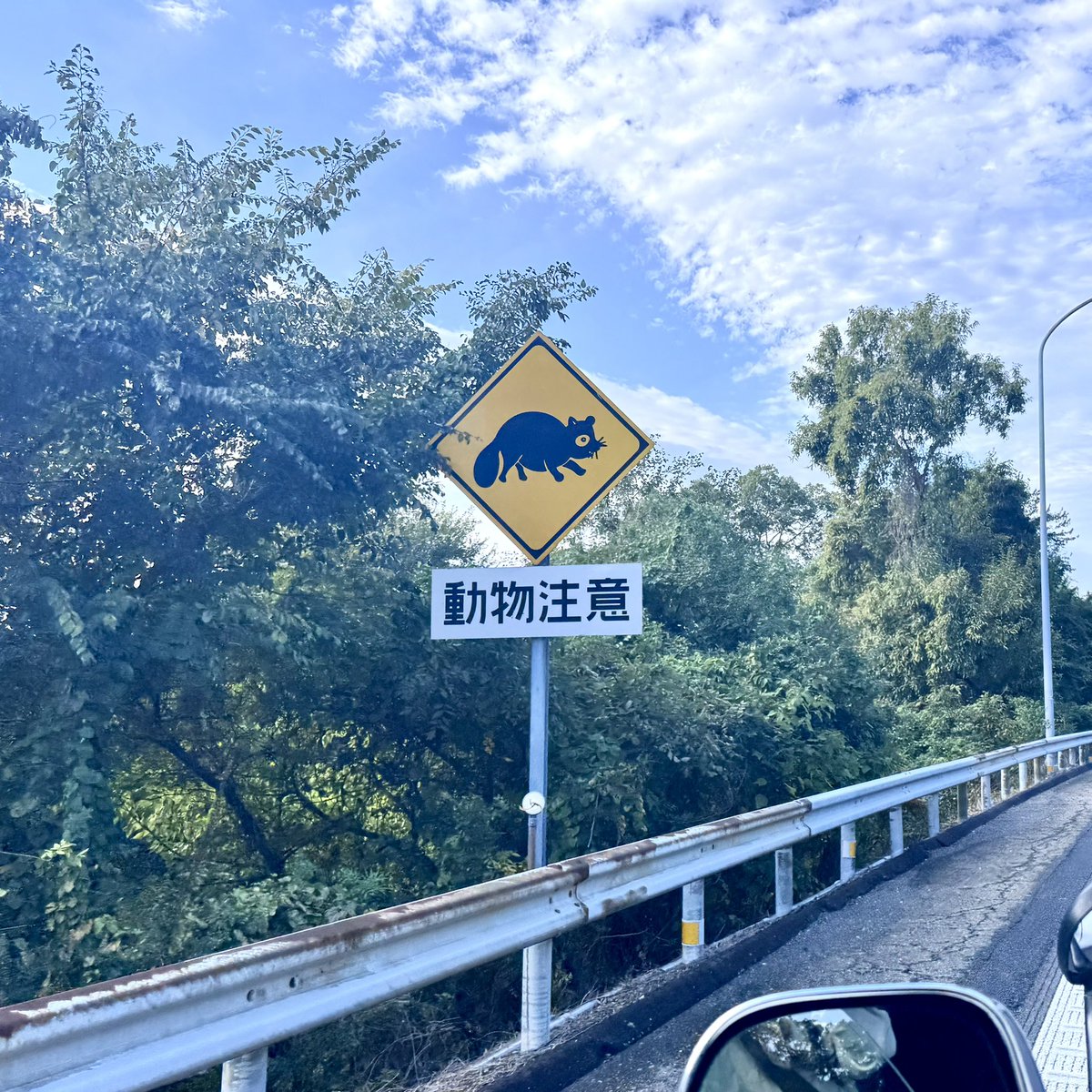 Tanuki_Mum's tweet image. お正月は、
運転に不慣れな人もハンドルを握る季節。

帰省の車が増え、
静かだった山道に、無数のヘッドライトが灯ります。

その道は——
たぬきにとって、生まれた時からずっと変わらない、いつもの通り道。

人の動きが変わるこの時期、
たぬきたちにとっては…