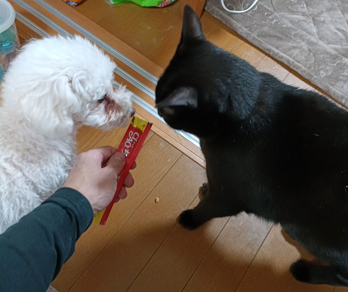 エロマン◯の祭典,コミケから帰宅して母ちゃんの家行ったら欲情にまみれた2匹のケダモノが一本のち○◯◯を奪い合うというエロマンガのような光景が繰り広げられていた(〃ω〃) 