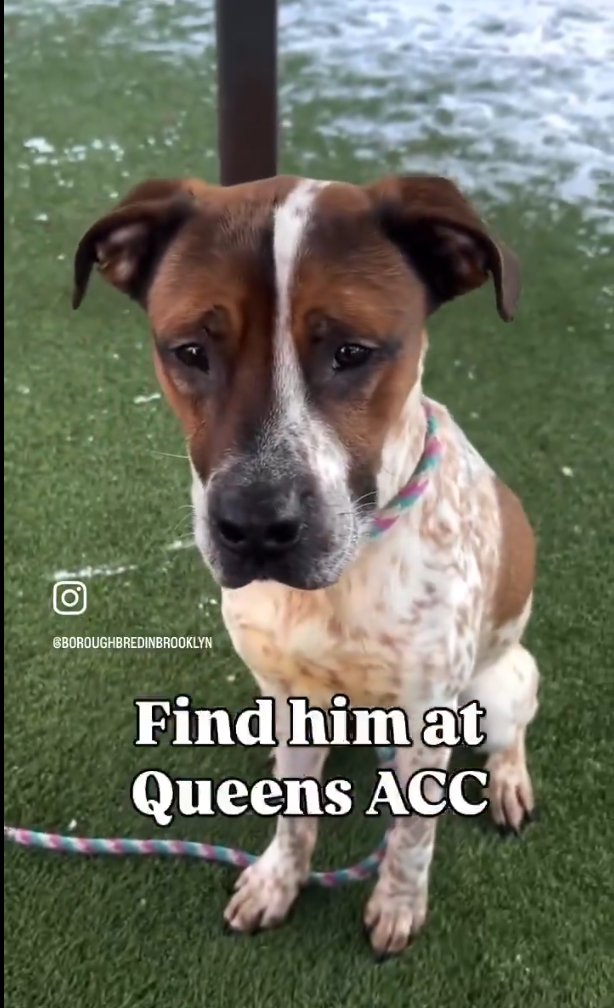 Cozy Paws🐾 tweet media