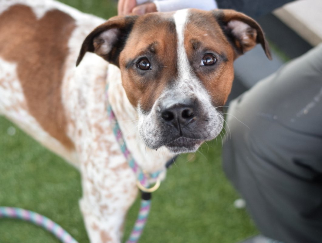 Cozy Paws🐾 tweet media