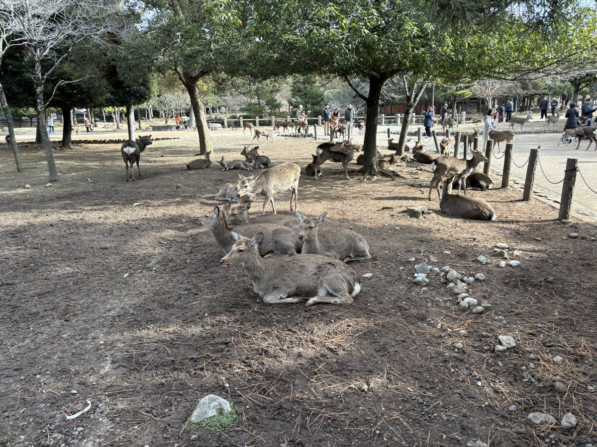 garyudeikou's tweet image. 春日大社と東大寺に参拝🚗

パワーが貰えたかなと…😊👌

🦌も久しぶりに見ました。

さて…

みなさま、本年もお世話になりました🙇💦

良いお年をお迎えください🌃🌅

#春日大社
#東大寺
#鹿