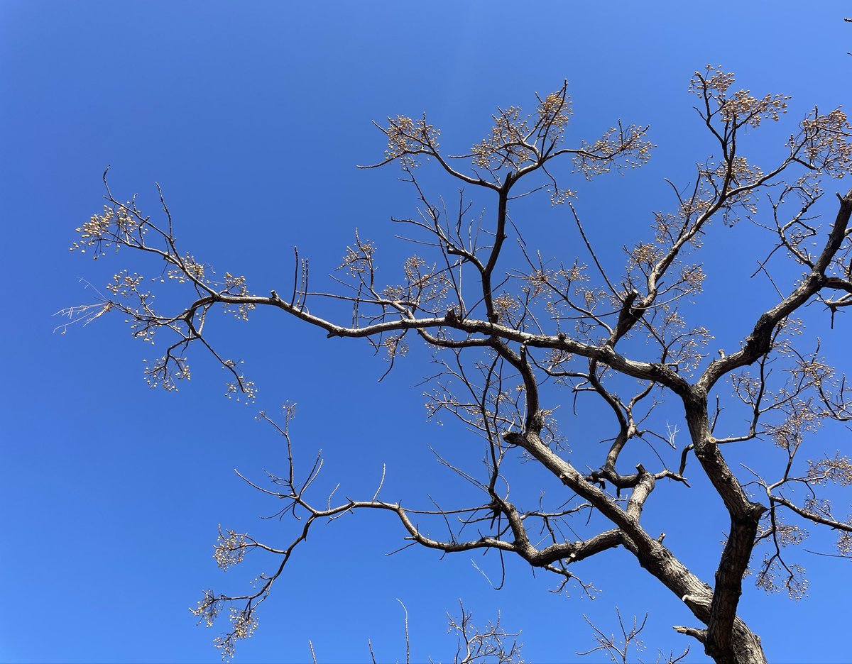 namej's tweet image. 오늘 산책 - 파란하늘, 쌀쌀