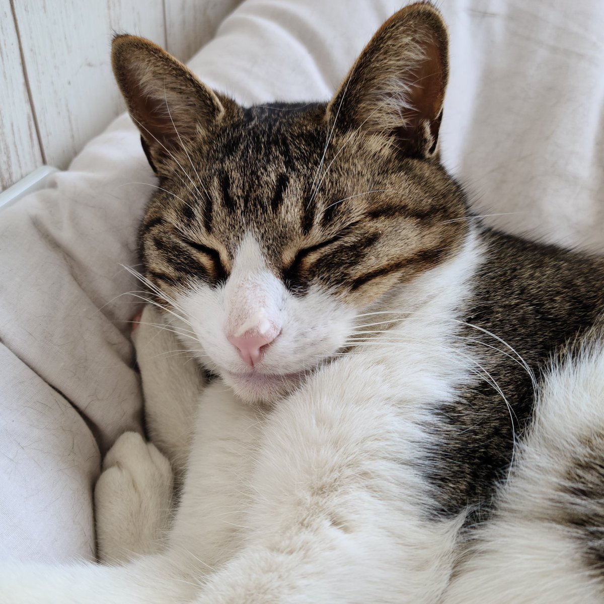 こえだฅ^•ω•^ฅ🐾 tweet media