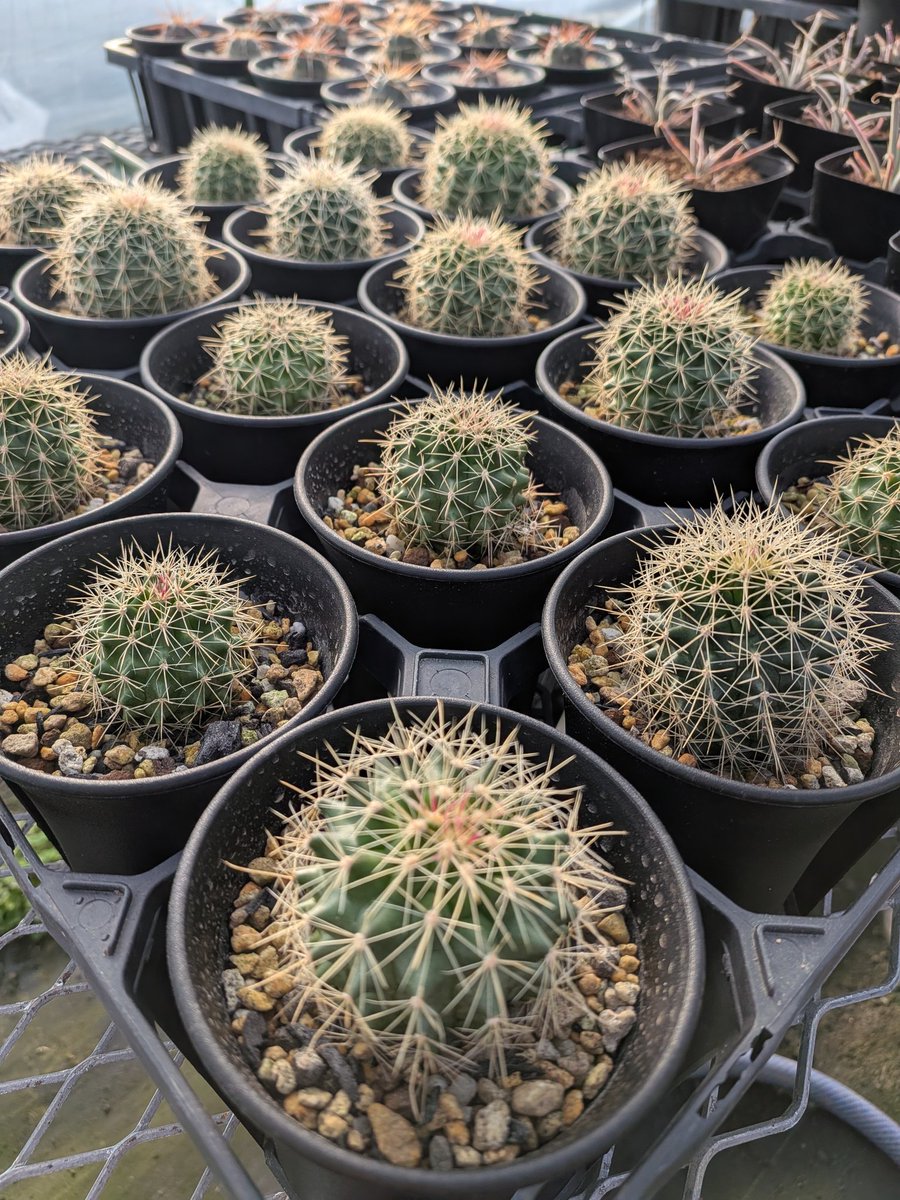 サボテン屋さん ざっきー (@zacky1020) / Posts / X