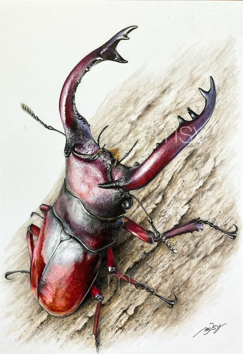 msy (@beetlesuka) / Posts / X