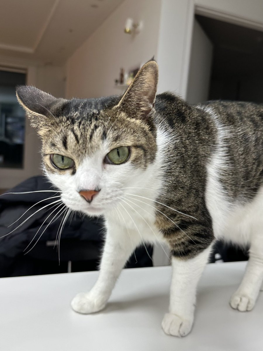 손님맞이 절대 안 하고 가면 탐색함
대왕쫄보