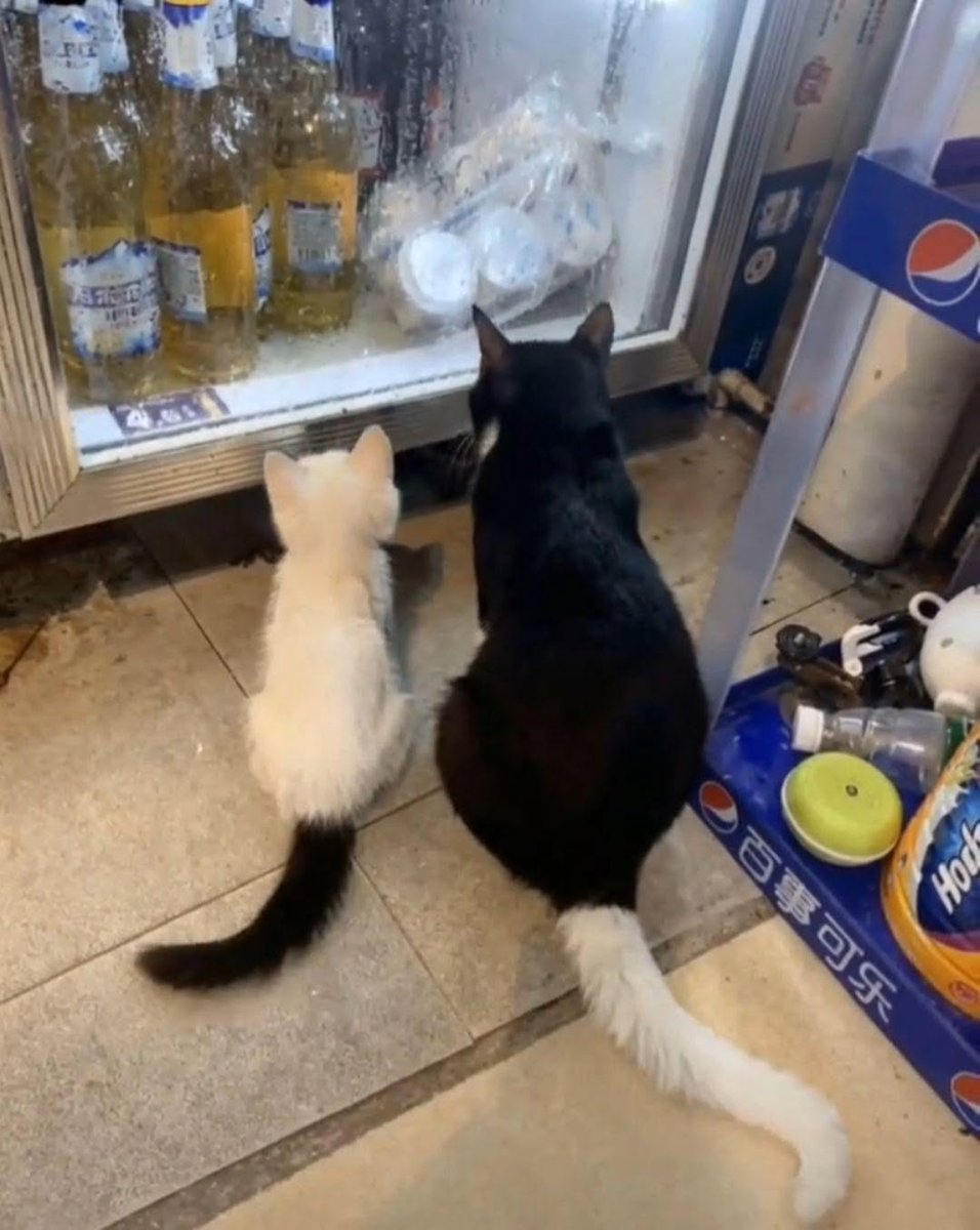 BestOfMeow's tweet photo. https://t.co/HEeGw7BEzH