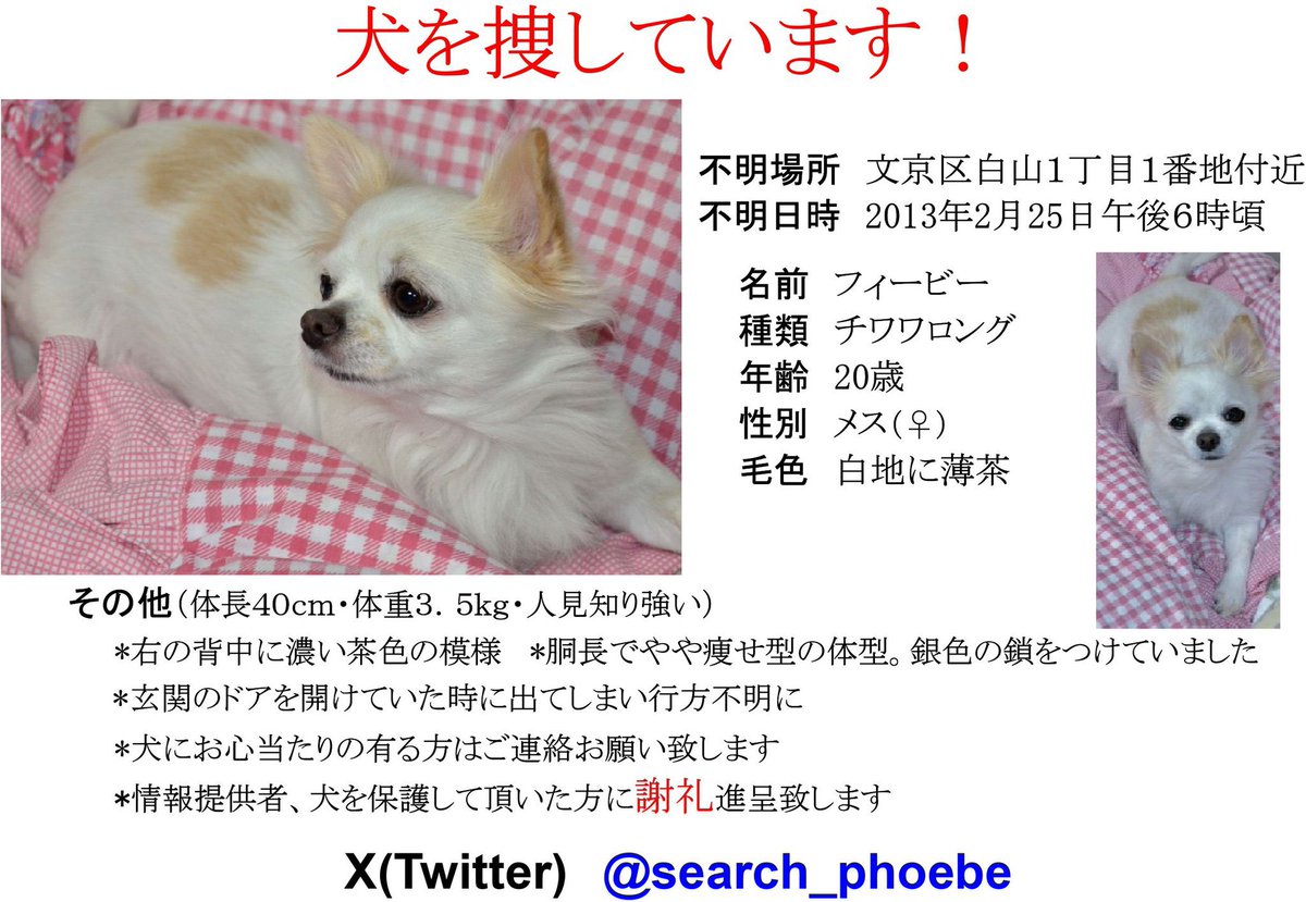 search_phoebe's tweet photo. 【拡散希望】チワワ捜索中！NHKでも取材・放送されました。白毛に背中に濃い茶の模様。メス。銀のチェーンの首輪。すこし胴長。人見知り。文京区白山から逃げて、連れ去られた可能性あり。お心当たりのある方はどんなことでも構いませんのでご連絡をお願い致します！ #迷い犬 #迷子 #チワワ https://t.co/oiJonxbxXv