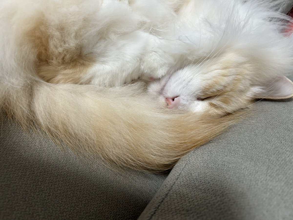 今年遊んでお世話してくれた方々ありがとう♡♡
来年も変わらずポンコツがご迷惑おかけしますがお世話よろしくお願いします(^_  ̫ _^)ᐝ
そしてろいくんも可愛がってね😽💗