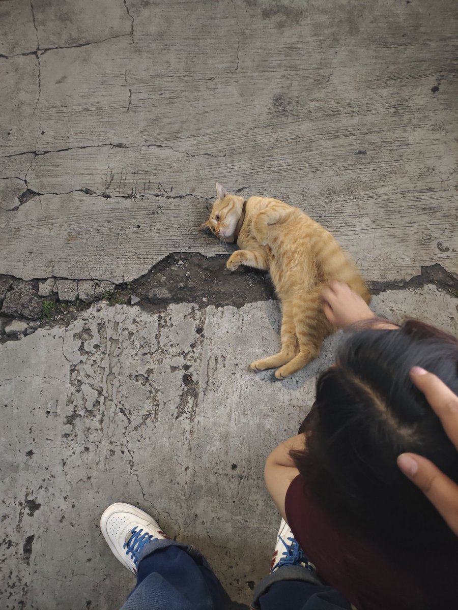 monyet ijo banyumas tweet media