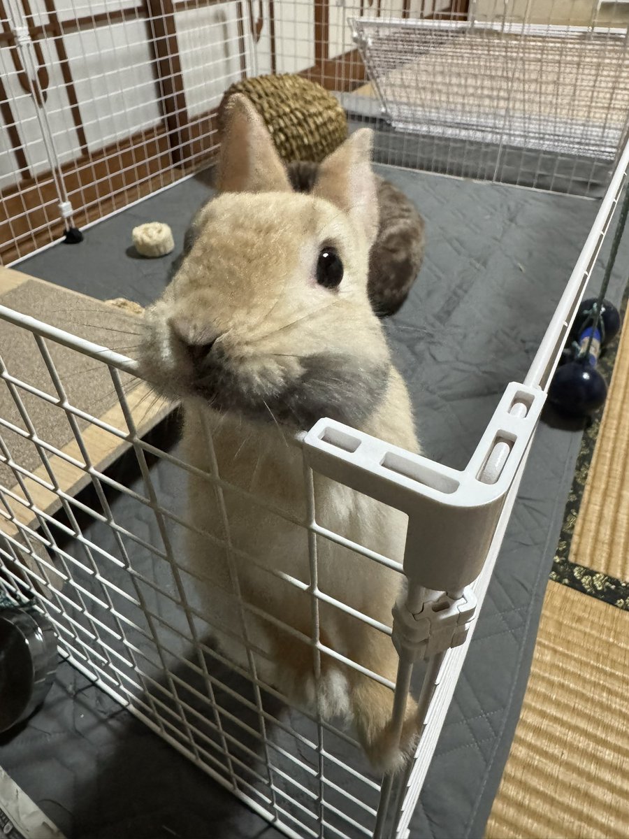 rodalme01's tweet photo. 今日はちょっと時間があったのでエルドラ納めしました。
今年は仕事が忙しかったのとうさぎを飼ったのでその世話の方が楽しくてエルドラやる時間が少なくなりました😓
来年も少なからずエルドラをやると思いますので来年もよろしくお願いします！
来年も良いお年を〜 https://t.co/Vtr6ADZQho
