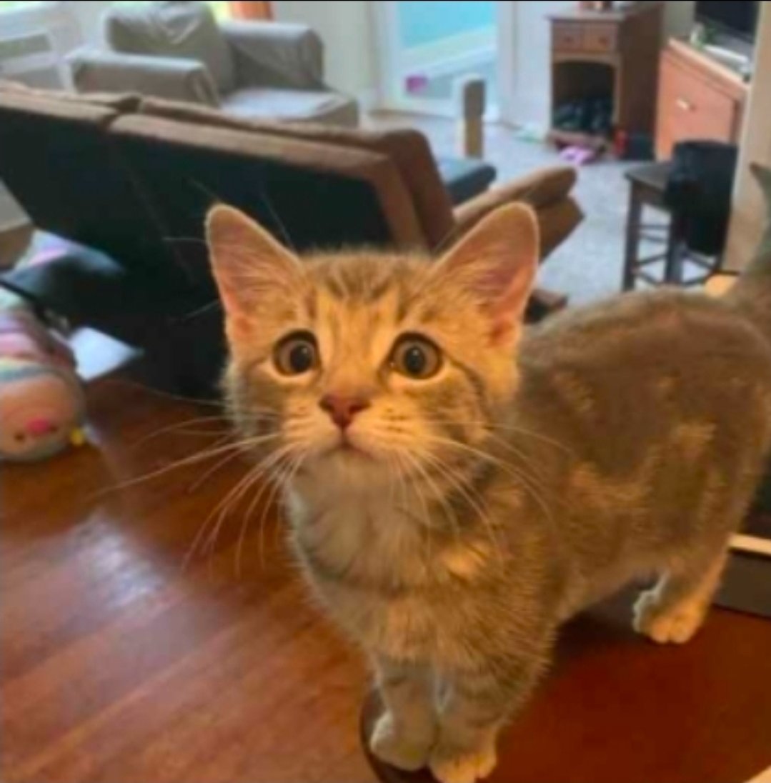 Sumeragi tweet media