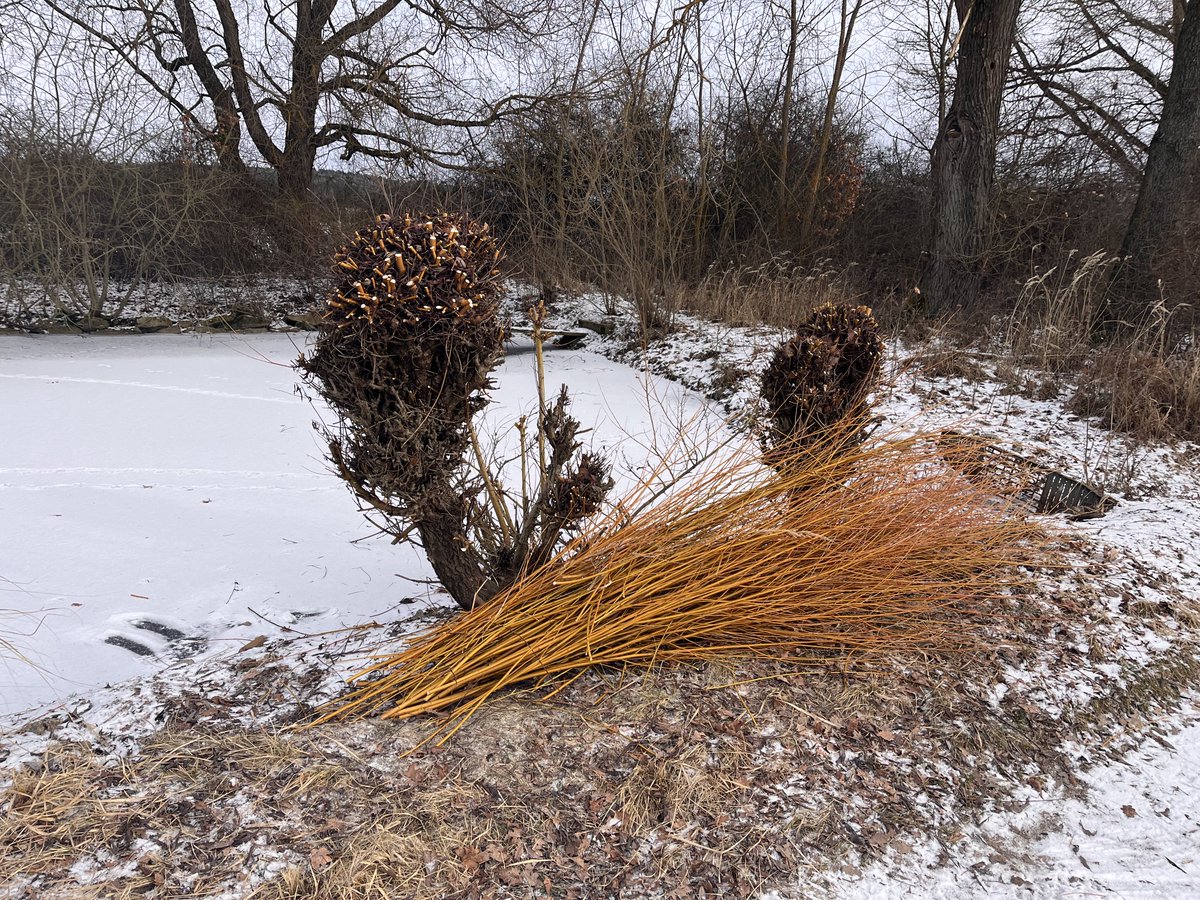 Co na takovýhle ničení stromů asi říkají zelení…😉
