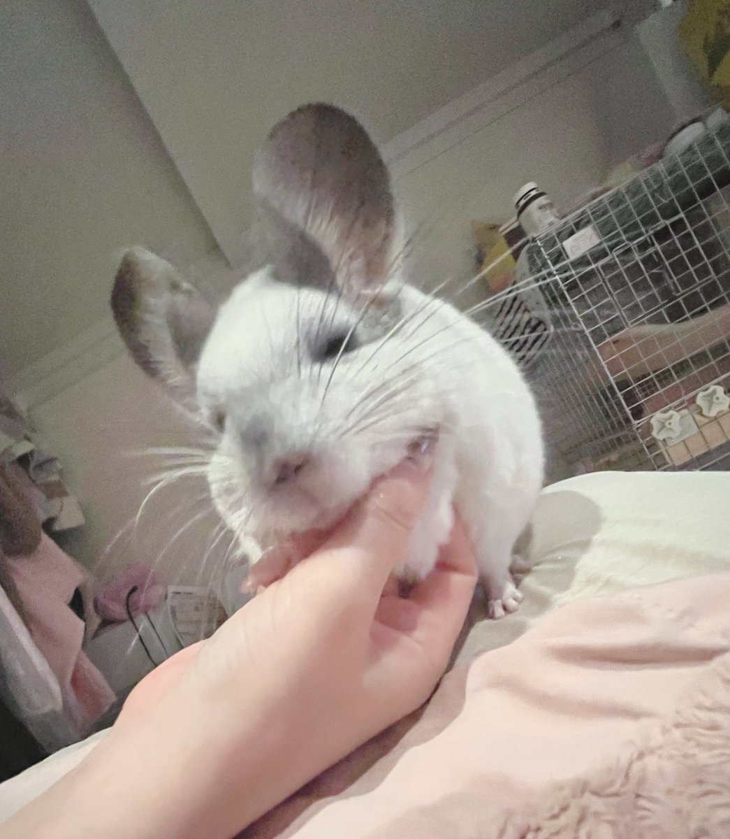 一年セサミを見守ってくださり、ありがとうございました🙇‍♀️健康で元気に過ごせた一年でした！来年も健康第一✊