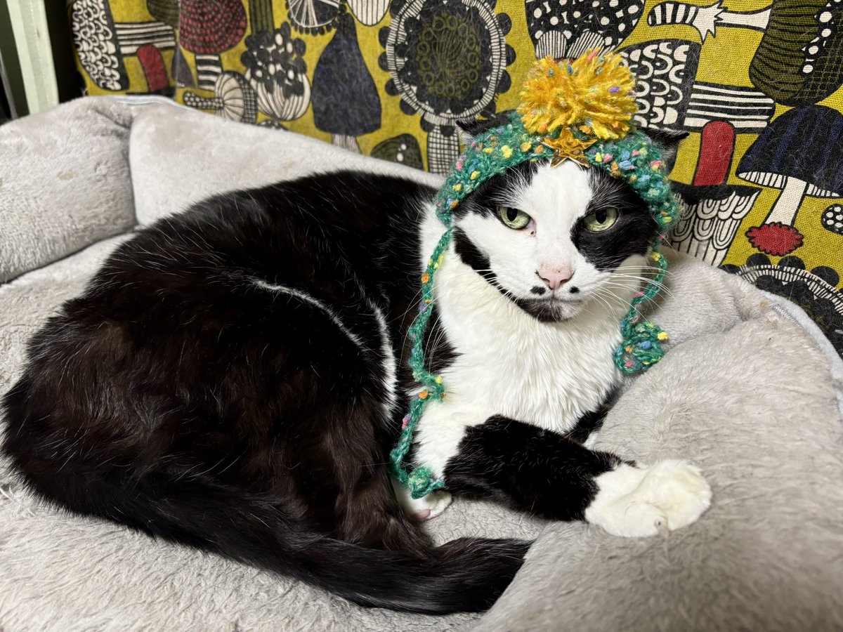バタバタしてて徒然猫屋。さんのクリスマス帽子の写真撮るの忘れてた〜😭
メリークリスマス！🎄
