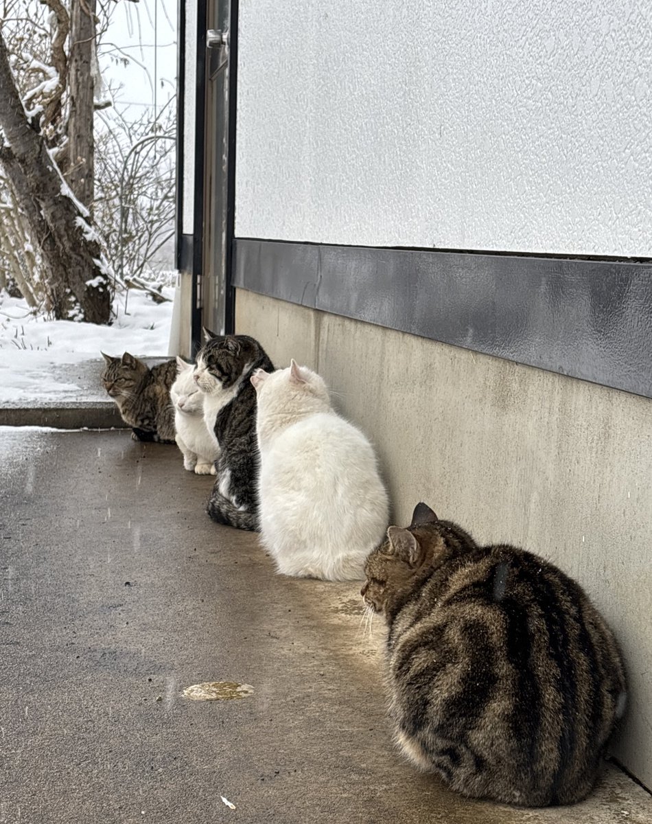 𝒄𝒂𝒕 の待機列できてた