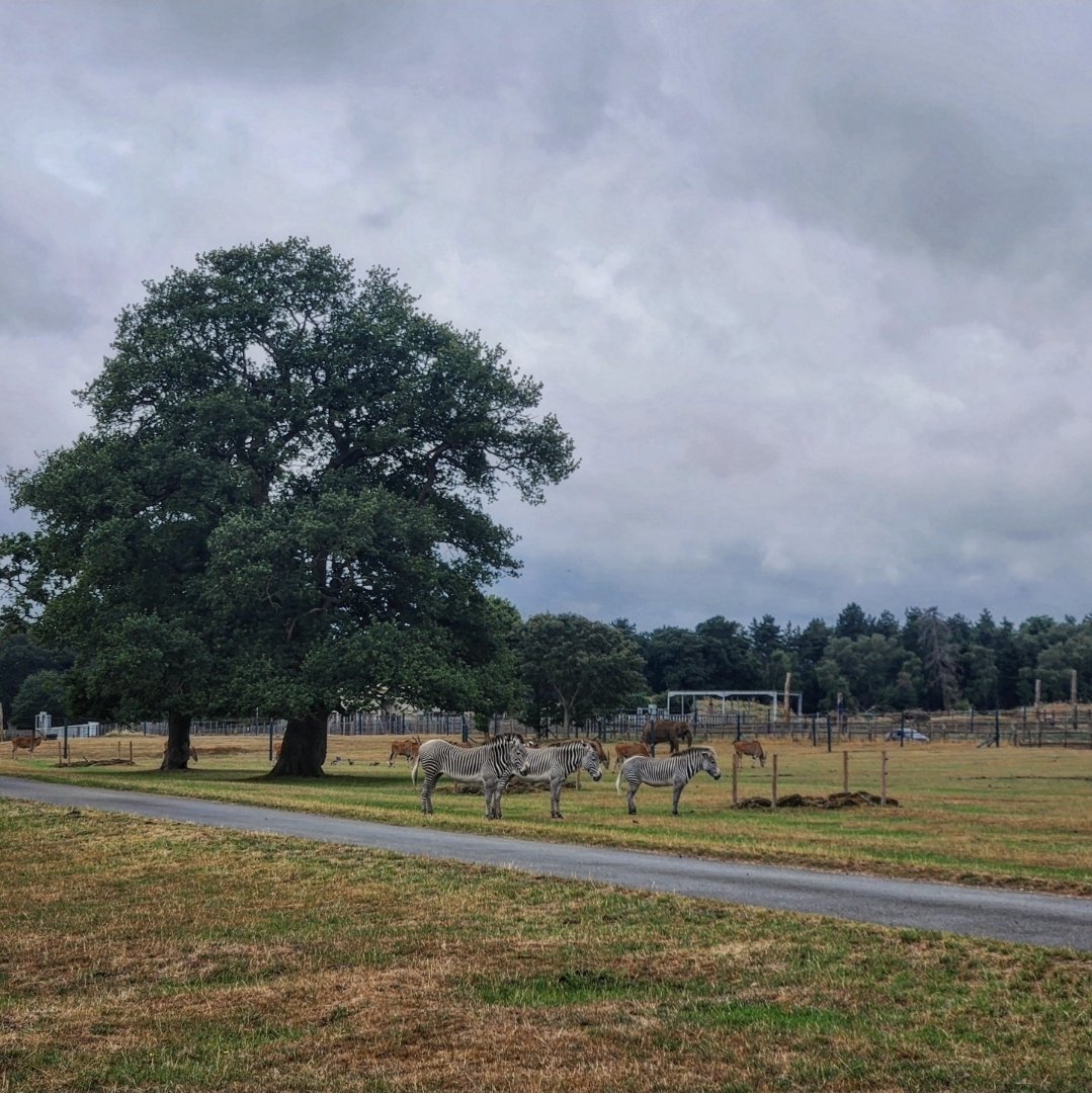 FilmsAficionado's tweet image. The Land