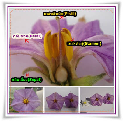 Kritapas tweet media