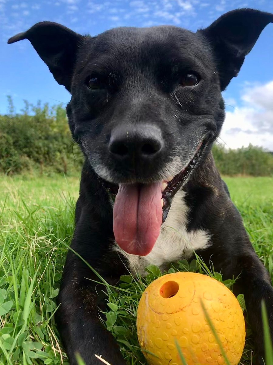 999WAGS's tweet image. It is with heavy hearts and profound sadness that we share the passing of RPD Stella.

Stella will forever be remembered as an extraordinary police dog whose life defied expectations and changed perceptions. A proud Staffordshire Bull Terrier and former RSPCA rescue, she went on…