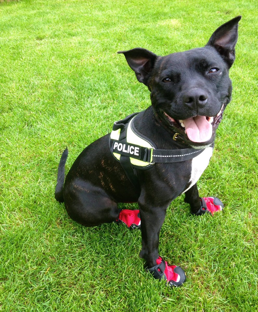 999WAGS's tweet image. It is with heavy hearts and profound sadness that we share the passing of RPD Stella.

Stella will forever be remembered as an extraordinary police dog whose life defied expectations and changed perceptions. A proud Staffordshire Bull Terrier and former RSPCA rescue, she went on…
