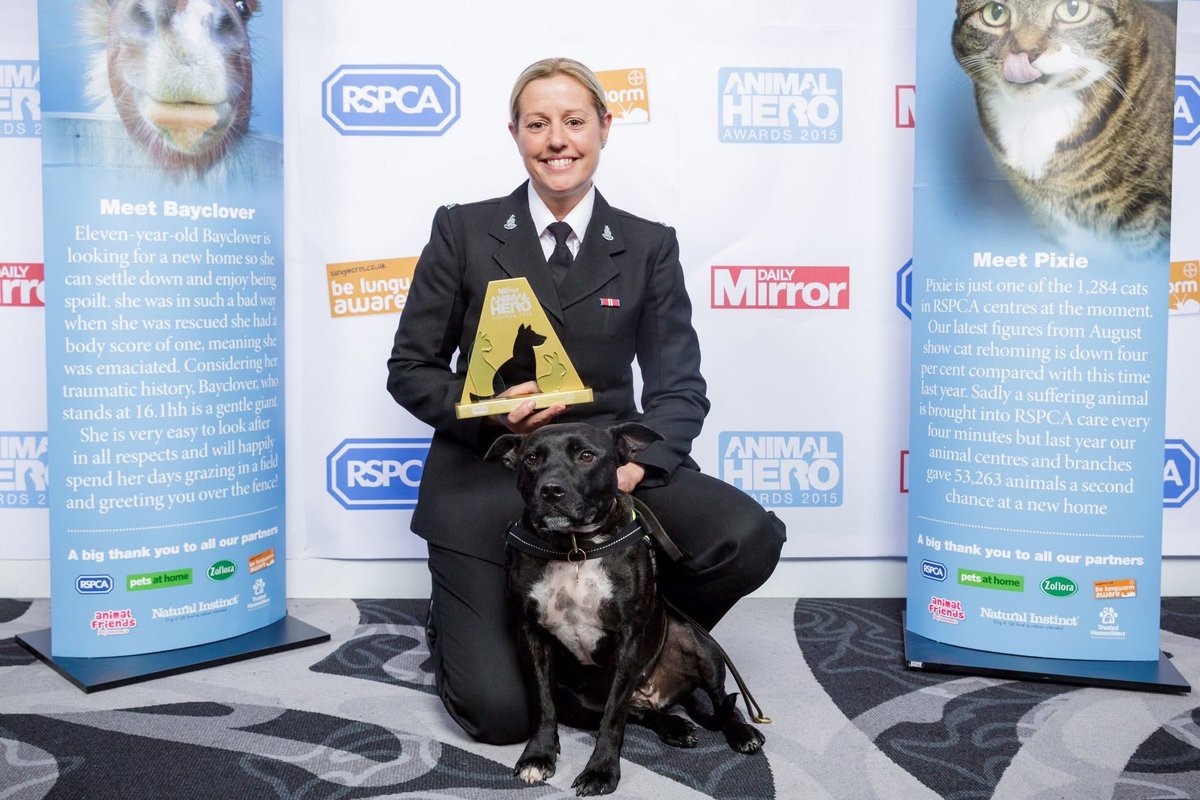 999WAGS's tweet image. It is with heavy hearts and profound sadness that we share the passing of RPD Stella.

Stella will forever be remembered as an extraordinary police dog whose life defied expectations and changed perceptions. A proud Staffordshire Bull Terrier and former RSPCA rescue, she went on…