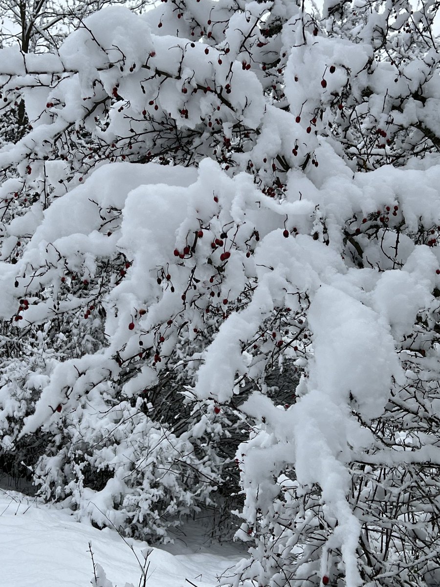 peter sorkovsky tweet media