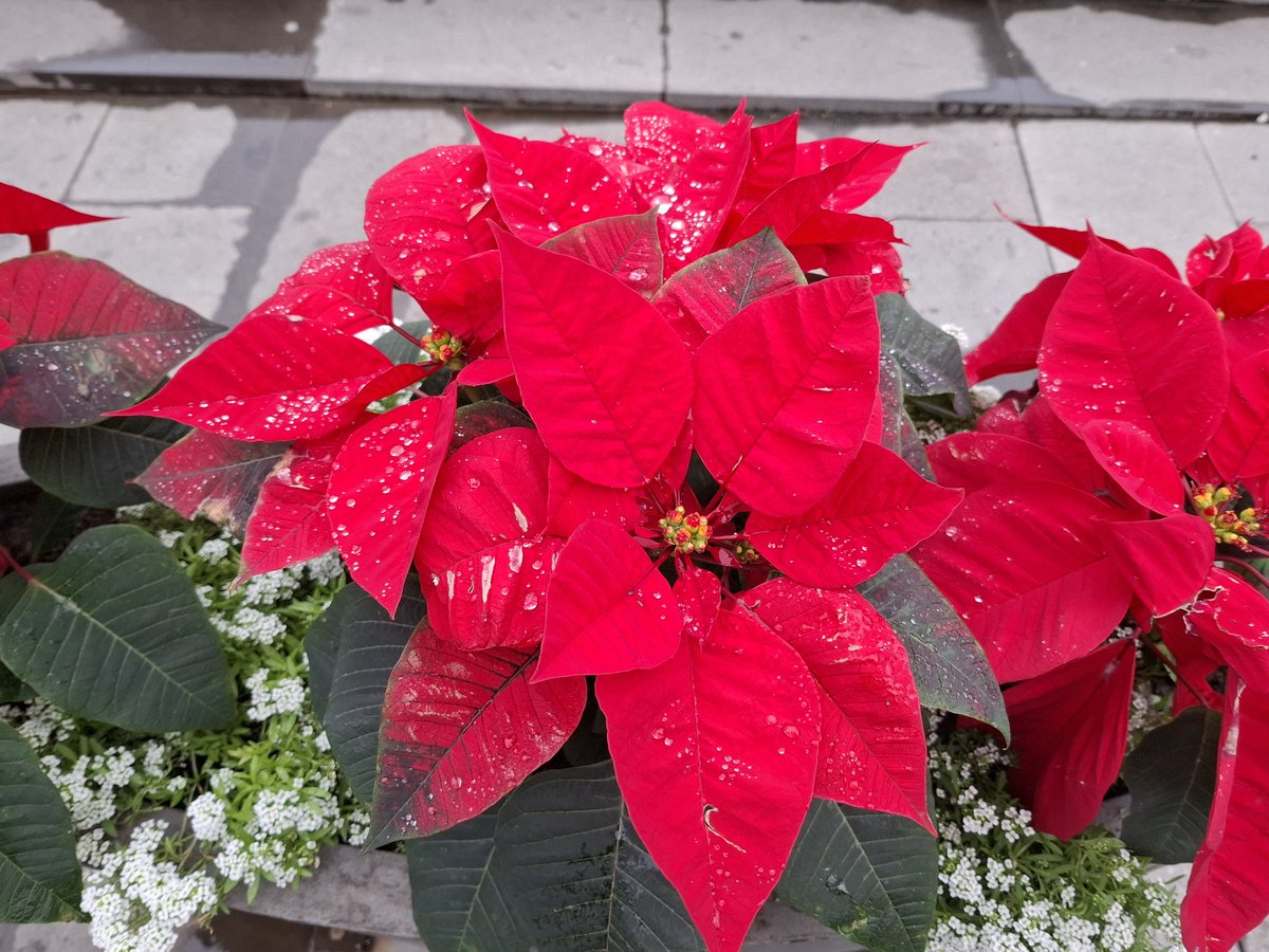 irusia2014's tweet image. Una muy feliz  Noche vieja  y un Próspero año nuevo. 
Que desaparezca el Sanchismo  y sus compinches.
Que triunfe la coherencia, los valores, nuestras tradiciones, nuestras creencias, nuestra verdadera historia y nuestro futuro que son todos los jóvenes españoles.