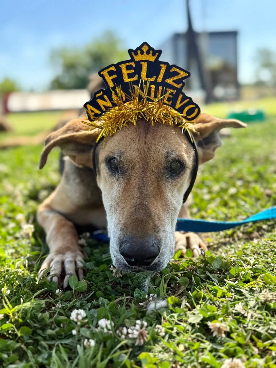 El Campito Refugio tweet media