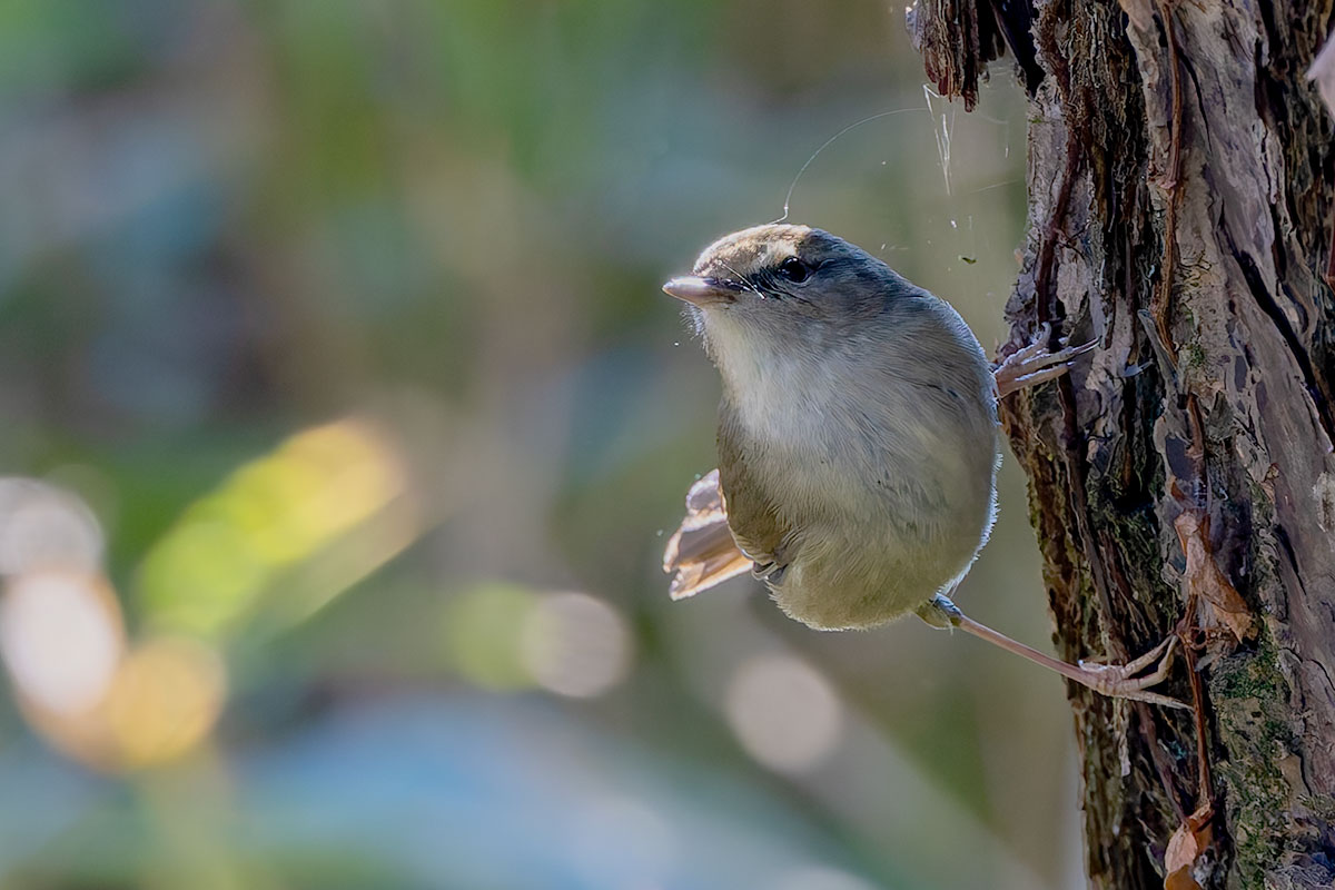 Post by 連写命！ on X: ウグイス！