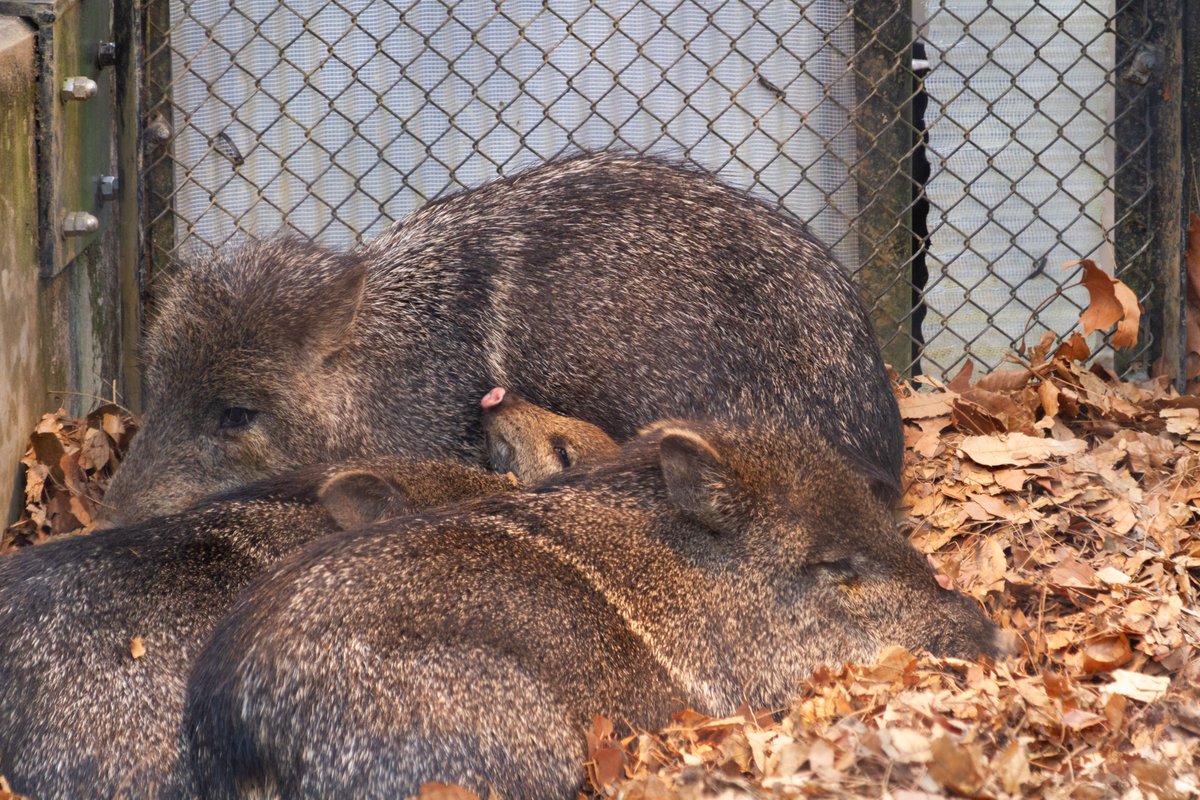 今年もたくさんの写真を見ていただきありがとうございました。
今年は「今年生まれたいきもの(動物園)」と「野鳥」をメインに撮影してきました。念願だった野生のフクロウとオオタカの撮影も叶いました。
来年もたくさん撮影をして、いきものの魅力も発信していけたらと思います！
よいお年を！