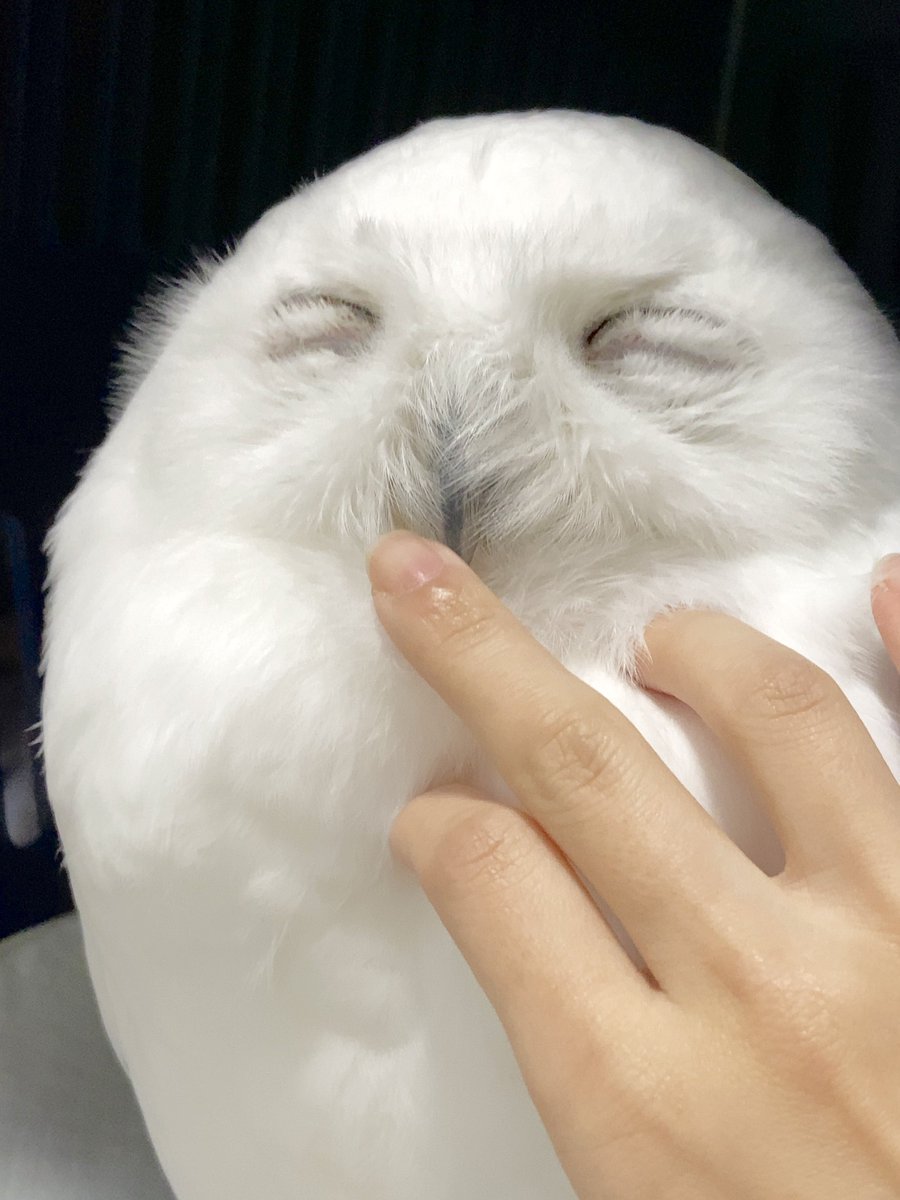 ニーべ (シロフクロウ) (@snowyOwl_nive) / Posts / X