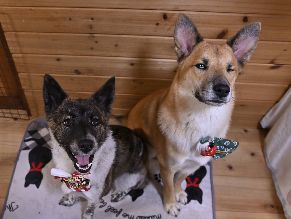 今年も一年ありがとうございました。
我が家は新しい家族（愛犬）が増えてバタバタした一年でしたが、ようやく落ち着いてきました。
来年は初めての東京イベントを控えているので、それに向けて準備を頑張っています。
来年もどうぞよろしくお願いいたします。
よいお年をお迎えください😊