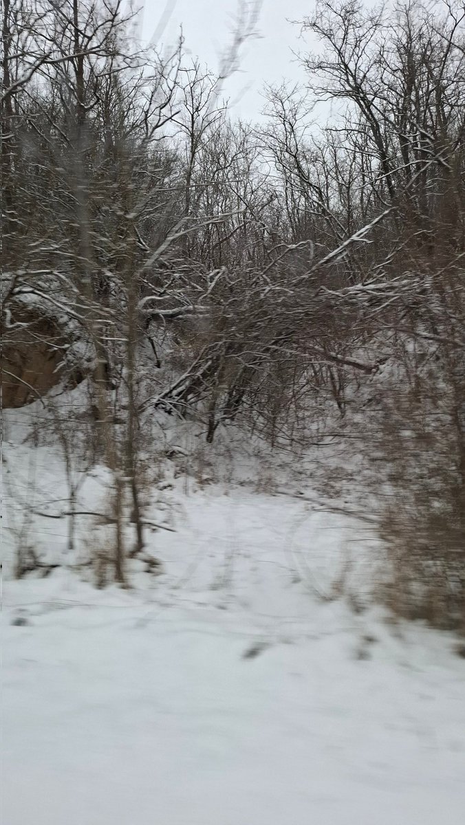 Така в нас сьогодні краса в лісі