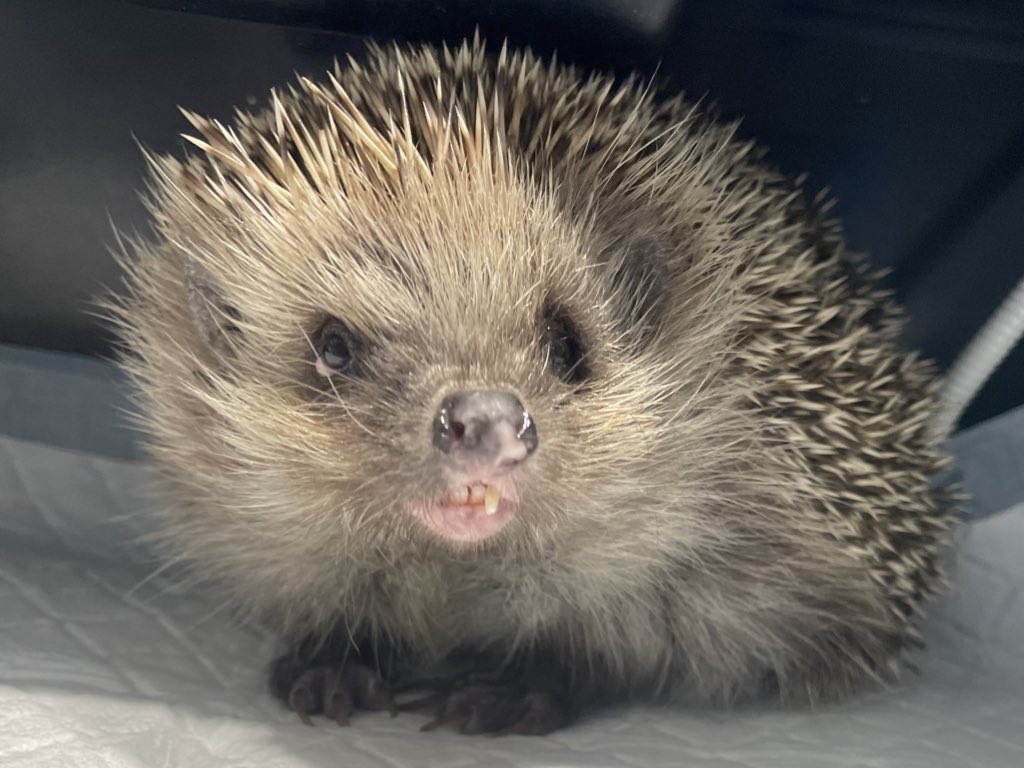 hedgehog