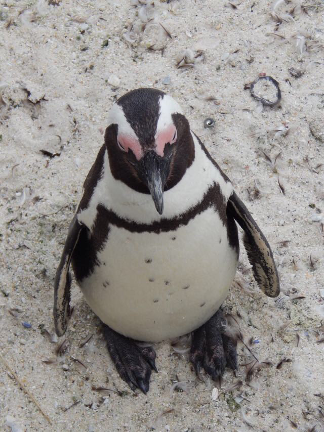 #WildlifeWednesday is back!