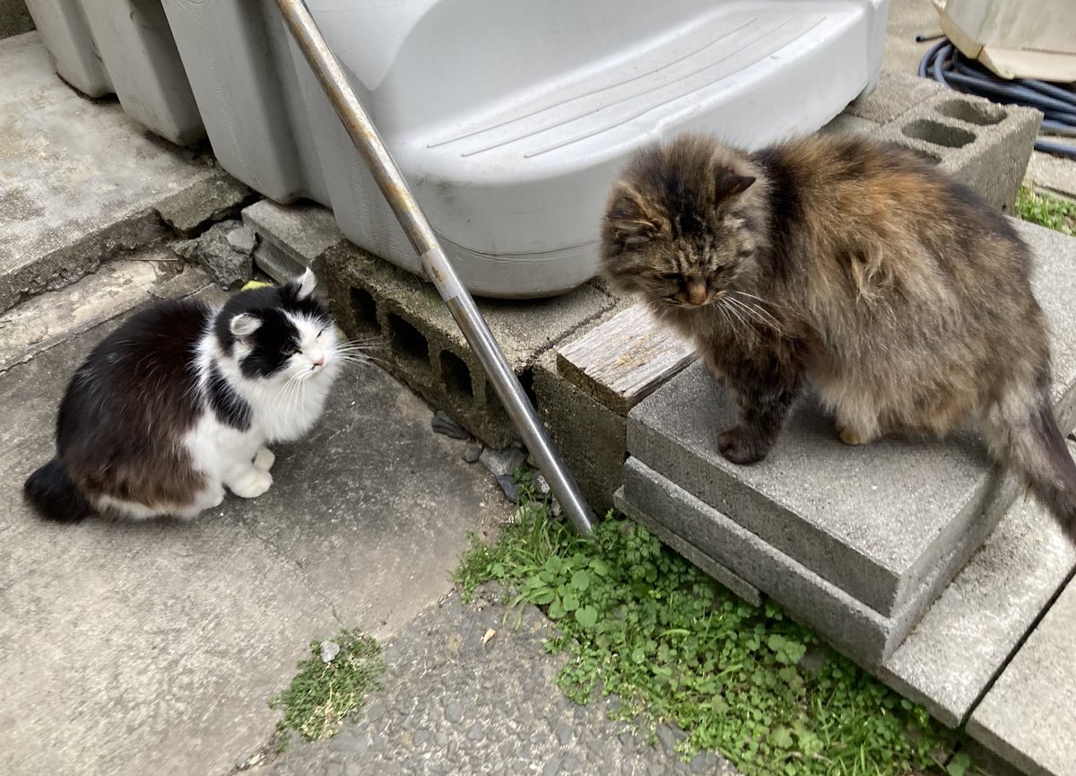 こちらもどうぞ😸 #田代島 #ねこ #tashirojima #catisland #catlover