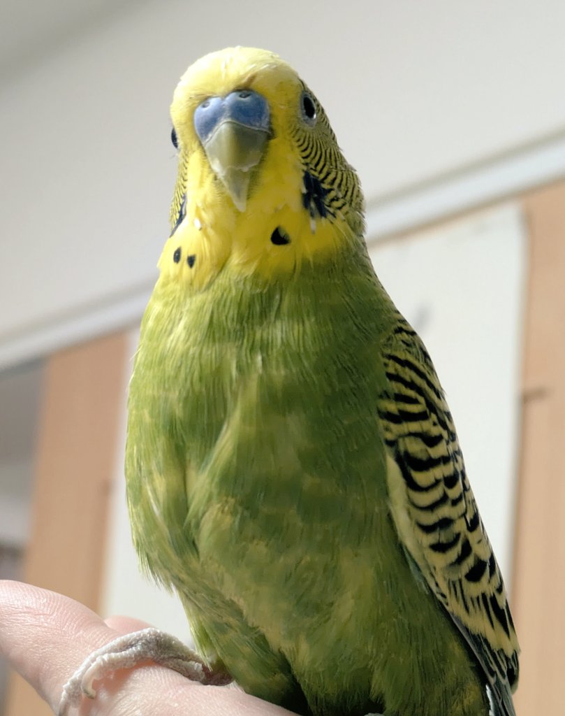 インコサン(3ө3) (@moainko) / Posts / X