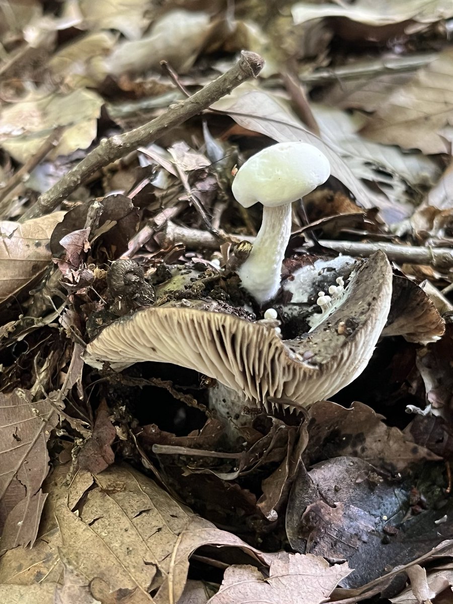 きのこを存分に楽しんだ１年でした。
来年も楽しみ☺️