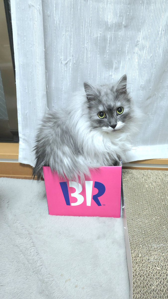 らんまる🐾 (@1224_ranmaru_jp) / Posts / X