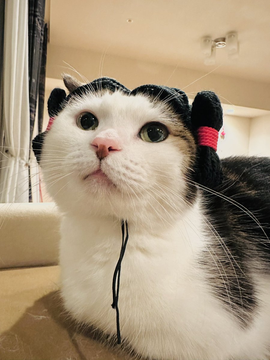 hiromussyi's tweet image. 今年も1年ありがとう
良いお年をね🌸

#みずら猫