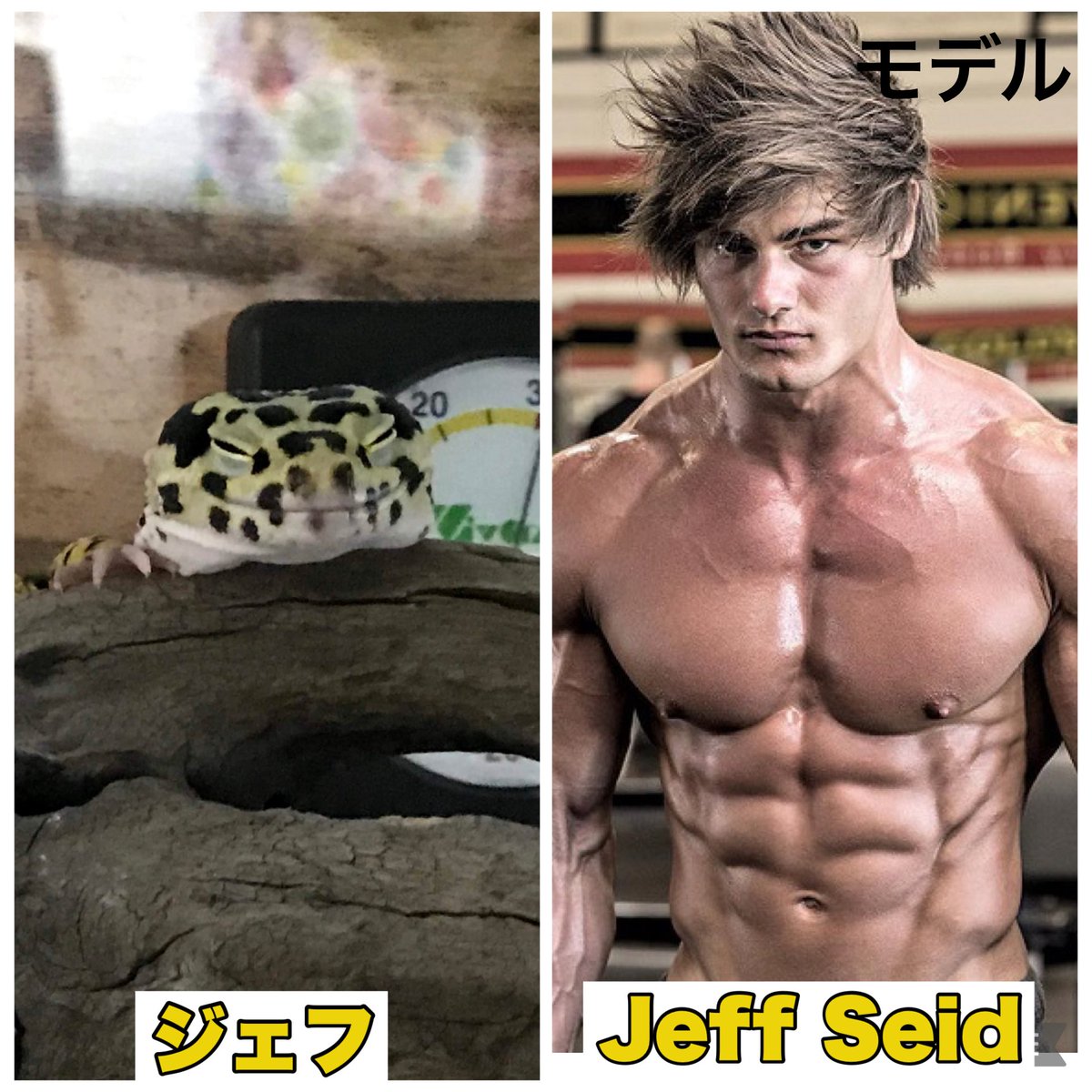 モロッコヨーグルト tweet media