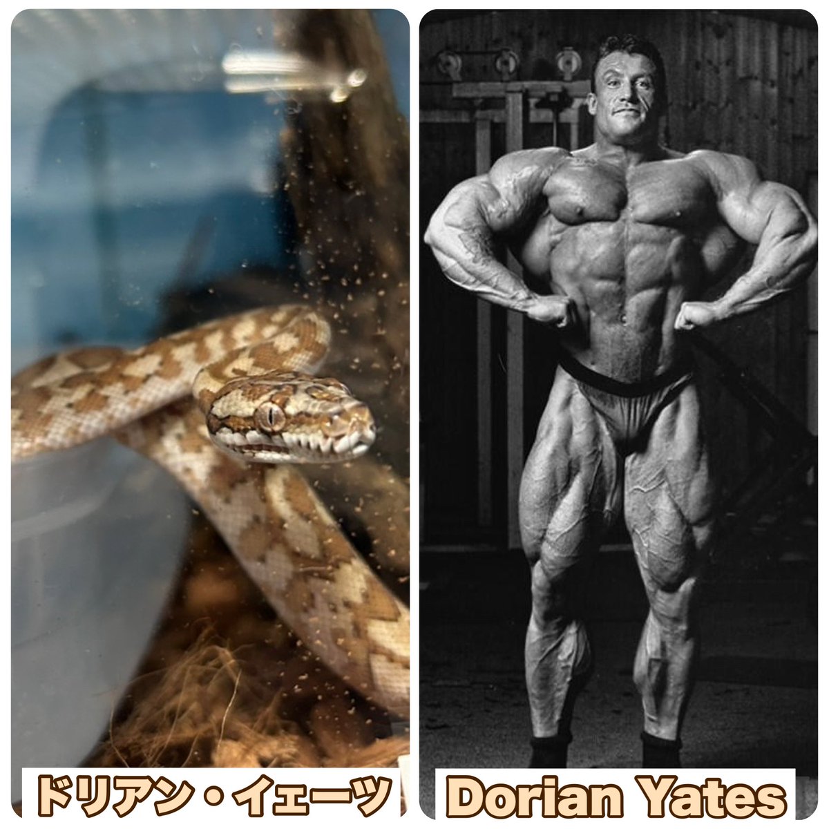 モロッコヨーグルト tweet media