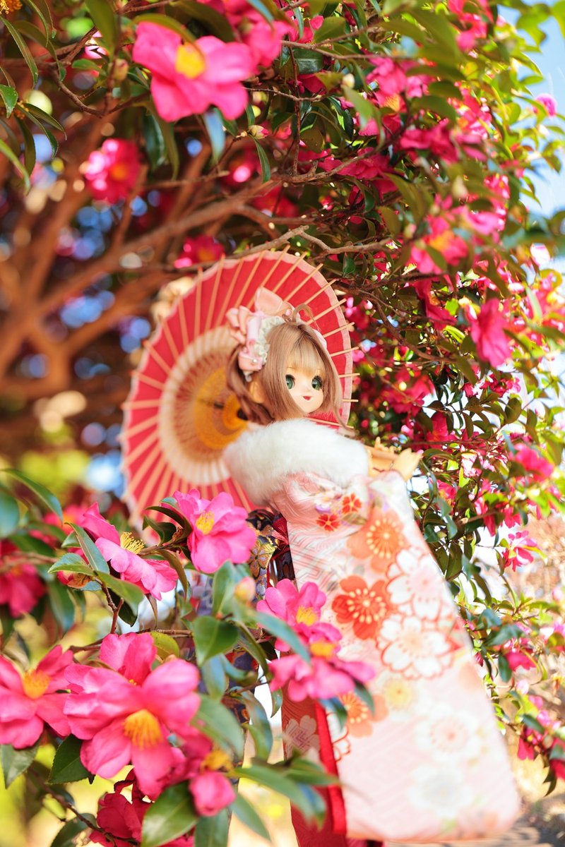 sakcol's tweet image. あけましておめでとうございます！

今年も沢山撮影に行けたらいいな！