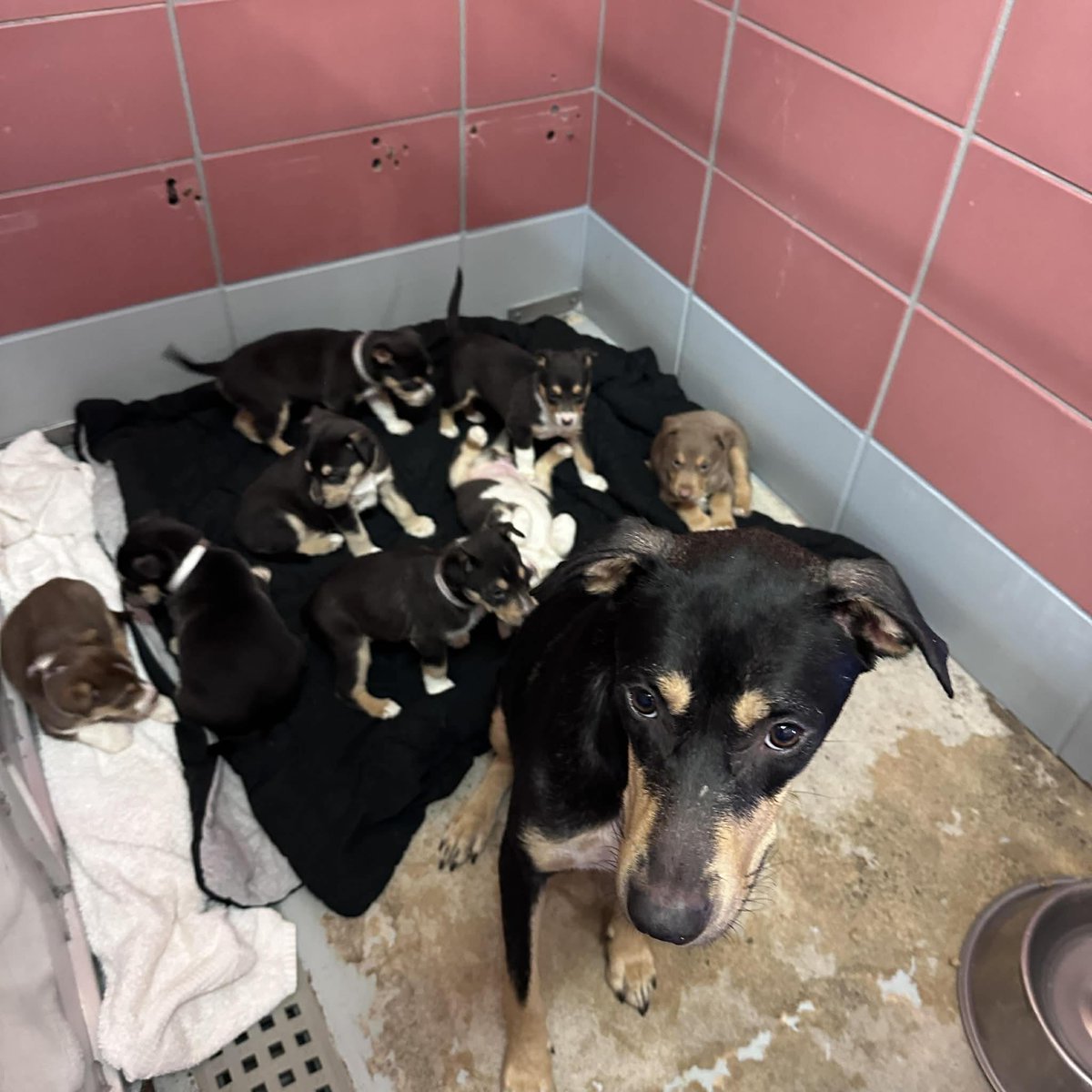 LoneStarChica's tweet image. 🆘 On the URGENT list Friday, 1/2 🆘
⏰ Nell and her puppies need a RESCUE HOLD by NO LATER THAN 1PM
A young mama and her newborn babies are out of time. Nell did everything right, and now her life and the lives of her puppies depend on a rescue stepping up.

💕🐶 #A2050276 Nell…