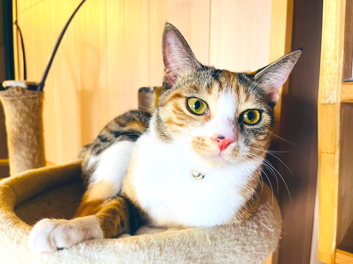 大晦日なニャンコたち🐾🐾✨✨ 今年の春うちの家族になった、たえ