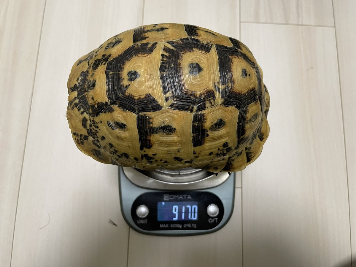 復調の経過✍️

12/4（駆虫時）　　　　823グラム
12/10                            850グラム
12/17                            866グラム
12/24（自力摂取再開） 873グラム
12/31                            917グラム

強制給餌は体重維持を目的に✨駆虫や治療とセットで考えています😊