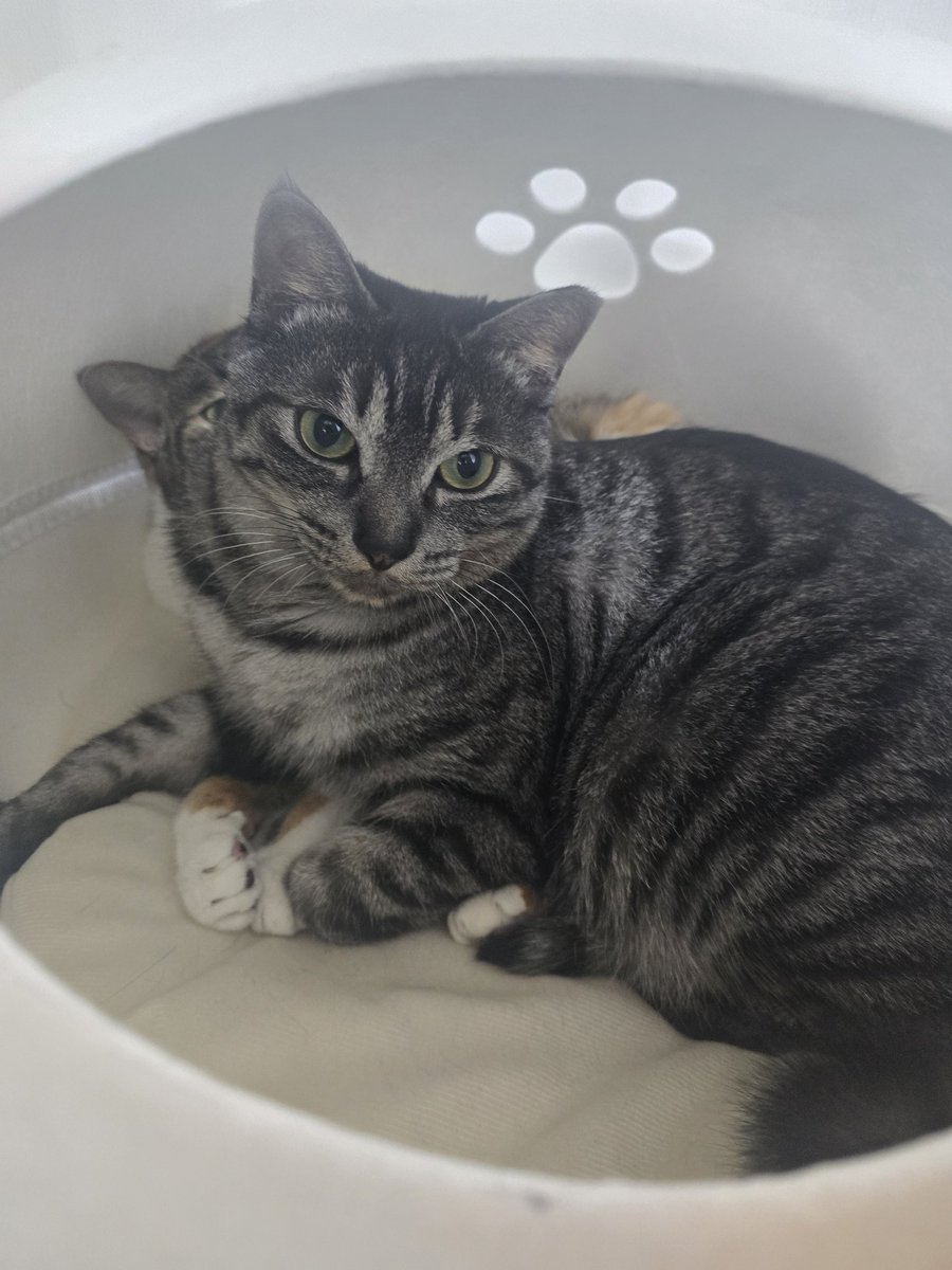 milo541976's tweet photo. 숨숨징 두개놔줬느데 굳이 한쪽에 들어가는 너희의 마음이란 https://t.co/qTvLOB9Gkd