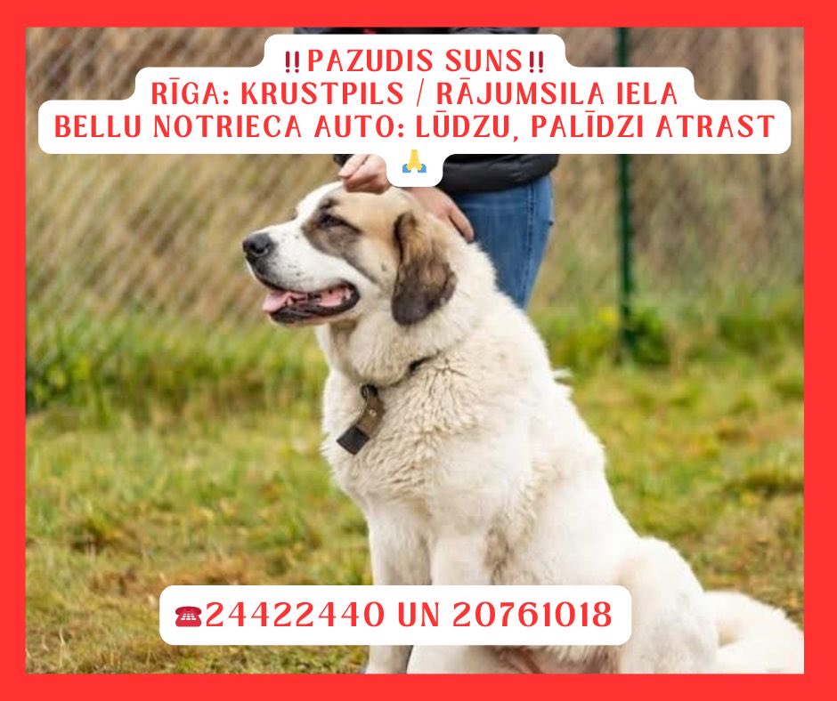 remicentrs's tweet image. 🚨 PAZUDUSI BELLA – STEIDZAMI! 🚨

Lūdzu, palīdziet atrast Bellu 🐾

Līdzīga vidusāzijas aitu sunim. 
Sunīte ir mīļa un draudzīga, bet šobrīd ļoti sabijusies.

Bella nobijās no salūta, un izmaucās no kakla siksnas! 

📍 Pēdējo reizi redzēta Rīgā,  Krustpils ielas un Rājumsila…