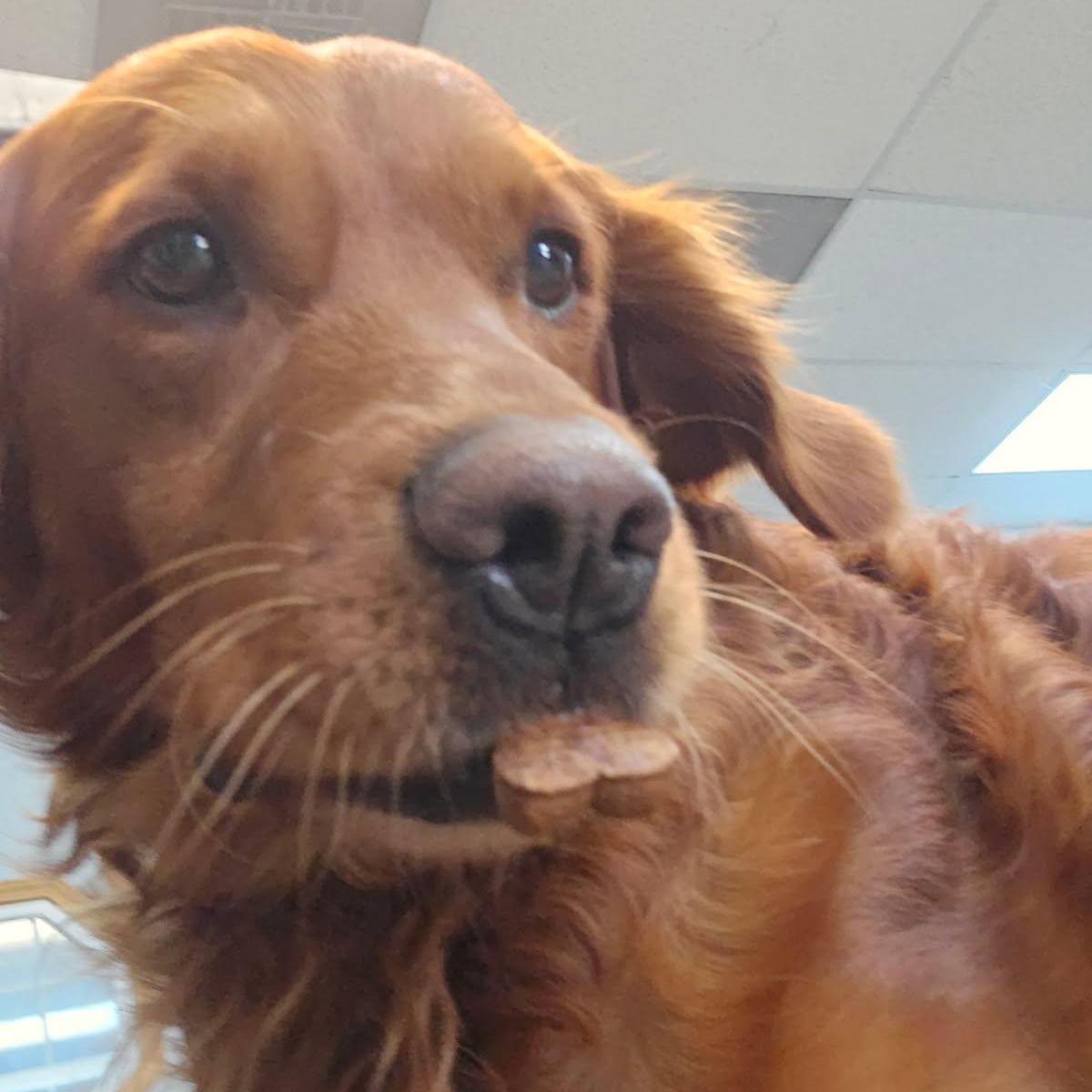 FurtasticPet's tweet image. What cookie??  #lakewoodpetgrooming #doggrooming #doggyspa #cutedogs #cookie lakewoodpetgrooming.com